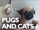 Do Pugs Get Along With Cats?