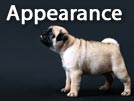 Pug Appearance – Physical Characteristics