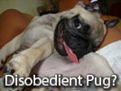 Pug Behavior – Common Disobedience Problems