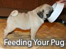 How Much Should I Feed My Pug