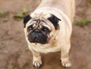 Tips for House Training your Pug