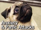 Pug Having a Panic/Anxiety Attack?