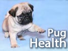 Healthy Pug – Health Issues Explained