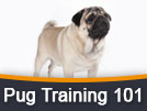 Pug Training 101