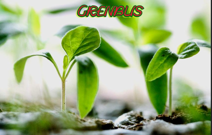 A vivid depiction of grenblis supplements and their various health benefits.