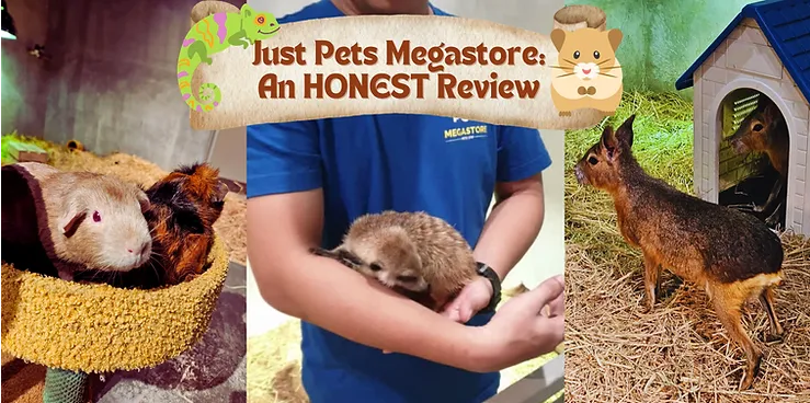 Pets Megastore: The Ultimate Online Destination for Pet Supplies