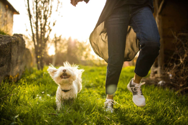 The Joy and Responsibility of Pet Ownership