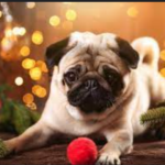 The Ultimate Guide to Pugtips for a Healthy and Happy Pug