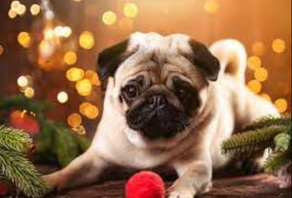 The Ultimate Guide to Pugtips for a Healthy and Happy Pug