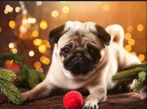 The Ultimate Guide to Pugtips for a Healthy and Happy Pug