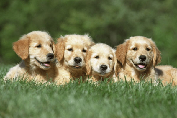 Puppies: The Joyful Companions of Our Lives