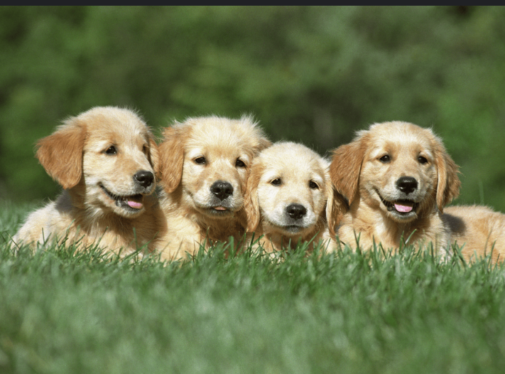 Puppies: The Joyful Companions of Our Lives