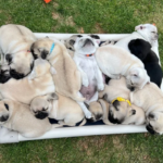 Pug Puppies for Sale: What to Know Before Bringing Home Your New Best Friend