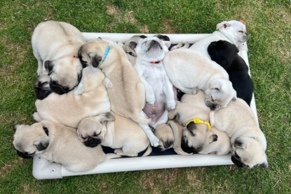 Pug Puppies for Sale: What to Know Before Bringing Home Your New Best Friend