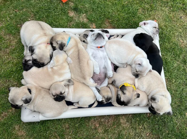 Pug Puppies for Sale: What to Know Before Bringing Home Your New Best Friend