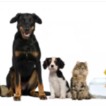 The Ultimate Guide to Pets Megastore Australia: Pet Products, Care Essentials, and More