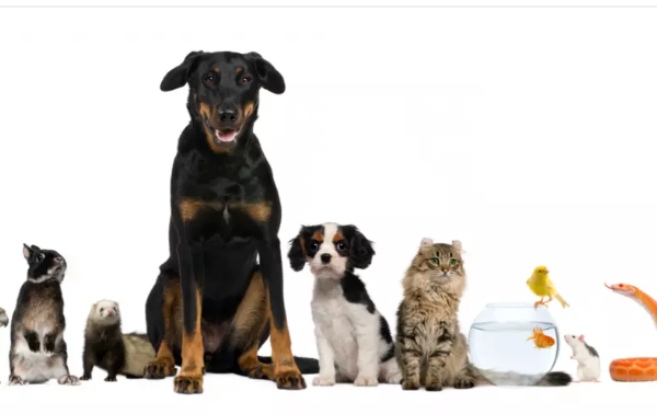 The Ultimate Guide to Pets Megastore Australia: Pet Products, Care Essentials, and More