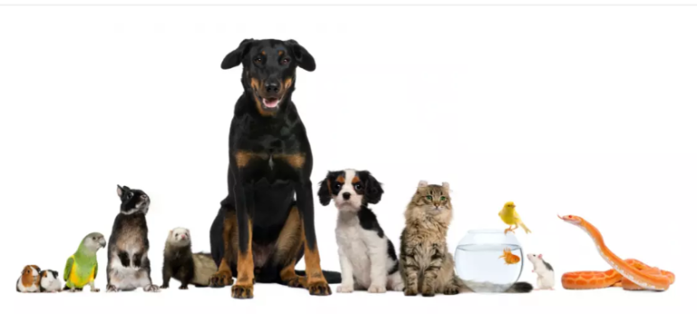 The Ultimate Guide to Pets Megastore Australia: Pet Products, Care Essentials, and More