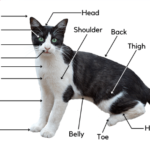 How Cat Parts Influence Behavior: The Connection Between Anatomy and Action