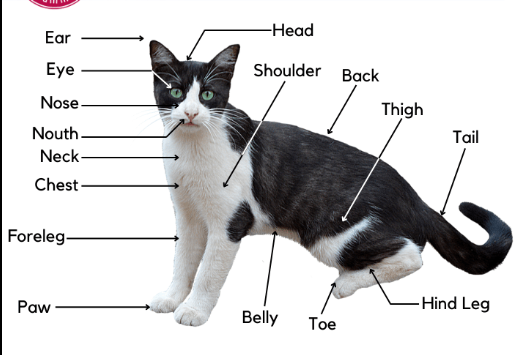 How Cat Parts Influence Behavior: The Connection Between Anatomy and Action