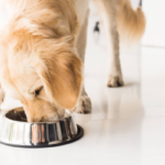 Top 10 dog food advisor What Every Pet Owner Should Know