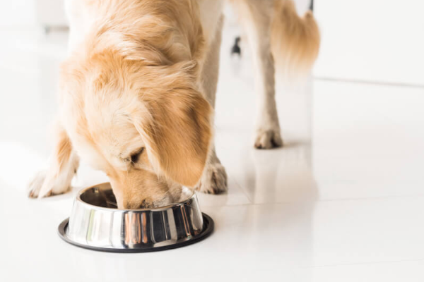 Top 10 dog food advisor What Every Pet Owner Should Know