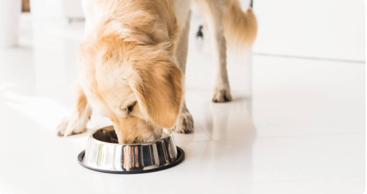 Top 10 dog food advisor What Every Pet Owner Should Know