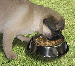 pug-owners-need-to-know-diet