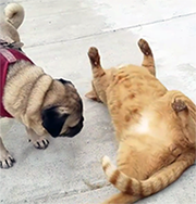 Pug Playing with a Cat